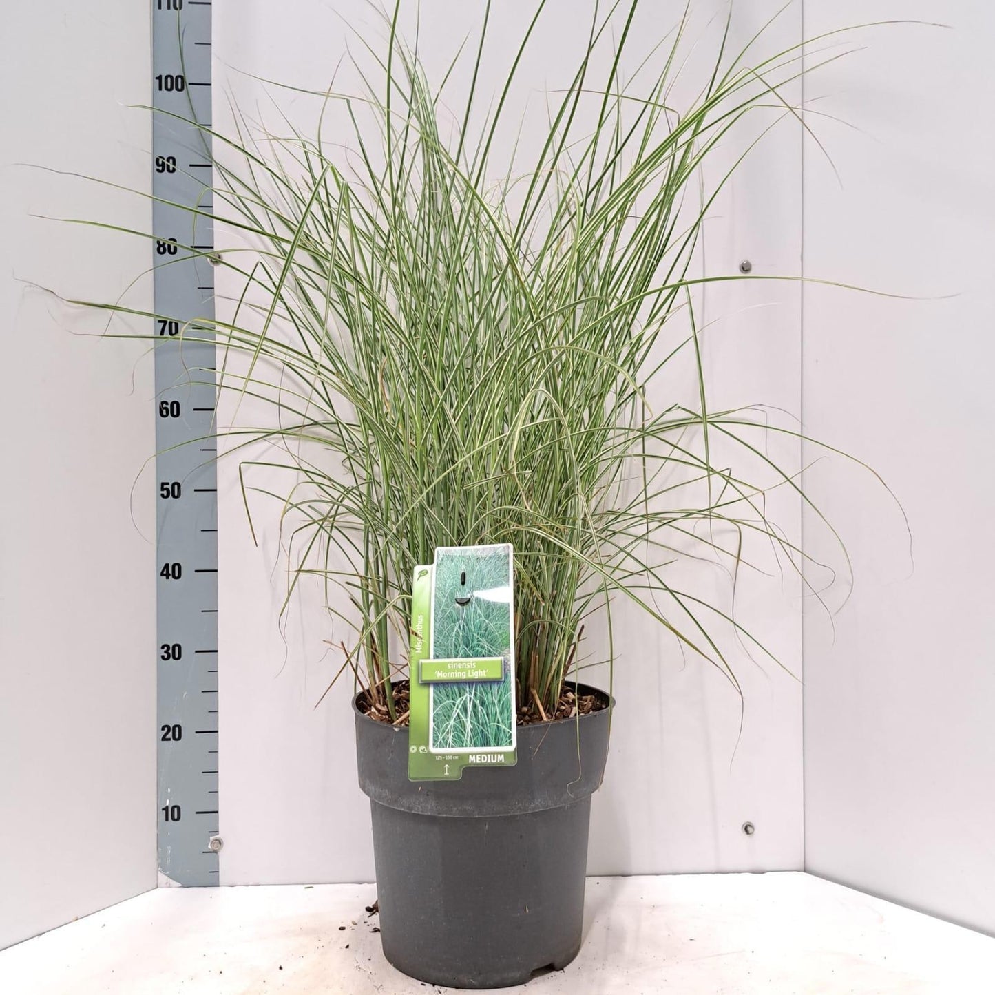 Miscanthus sin. Morning Light 95cm 29cm Pot