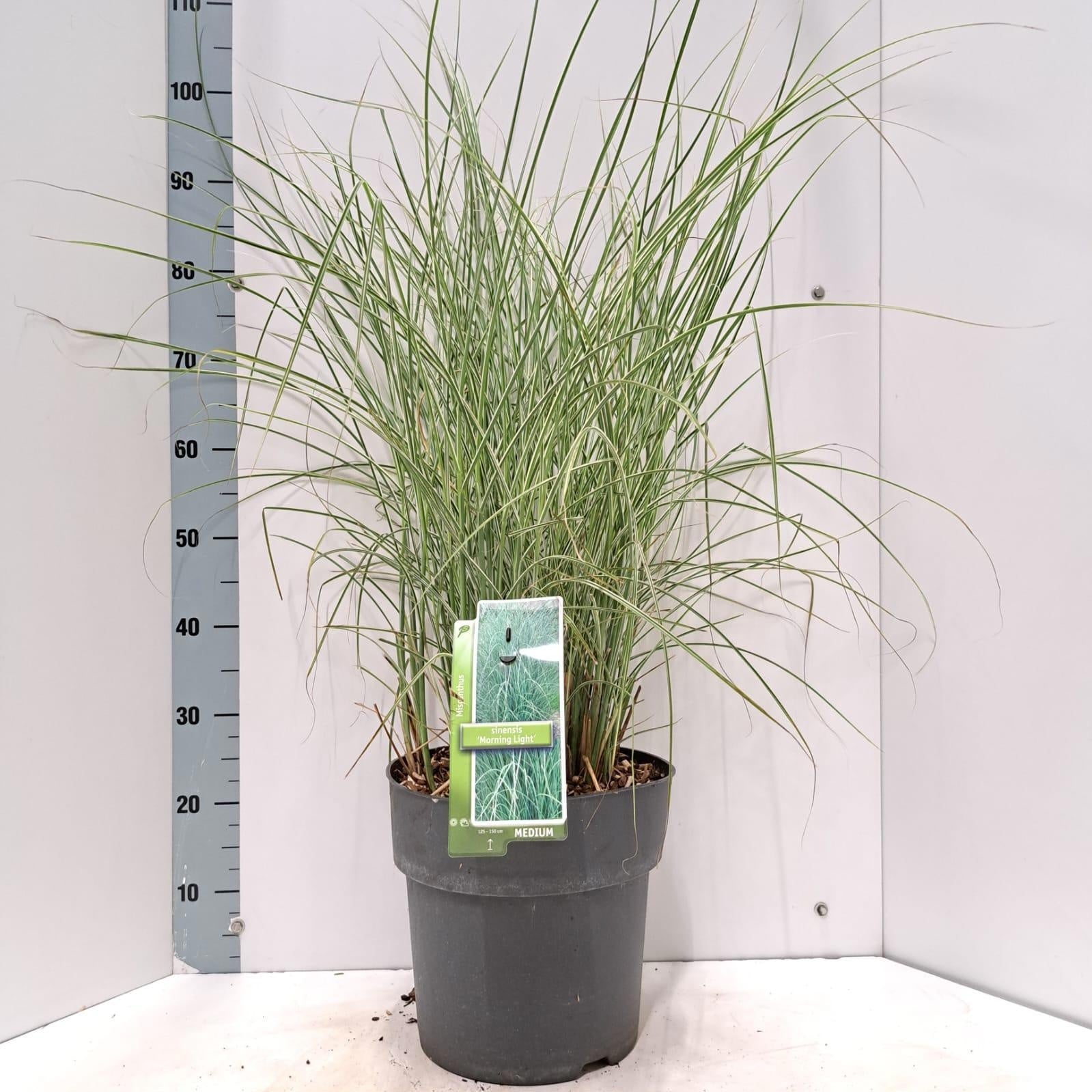 Miscanthus sin. Morning Light 95cm 29cm Pot