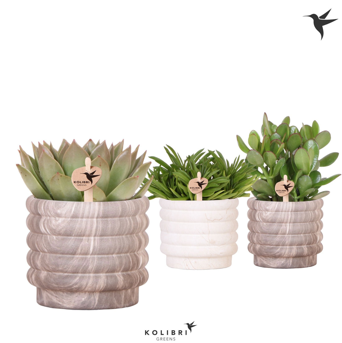 Succulent mix 26cm 12cm Pot