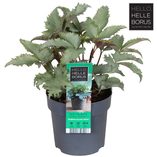 Helleborus sternii 30cm 14cm Pot