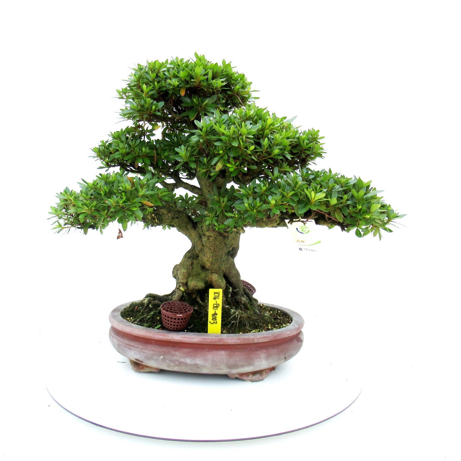 Bonsai Metasequoia Forest 49cm 33cm Pot