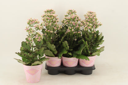 Kalanchoe Feminine Pink 40cm 14cm Pot
