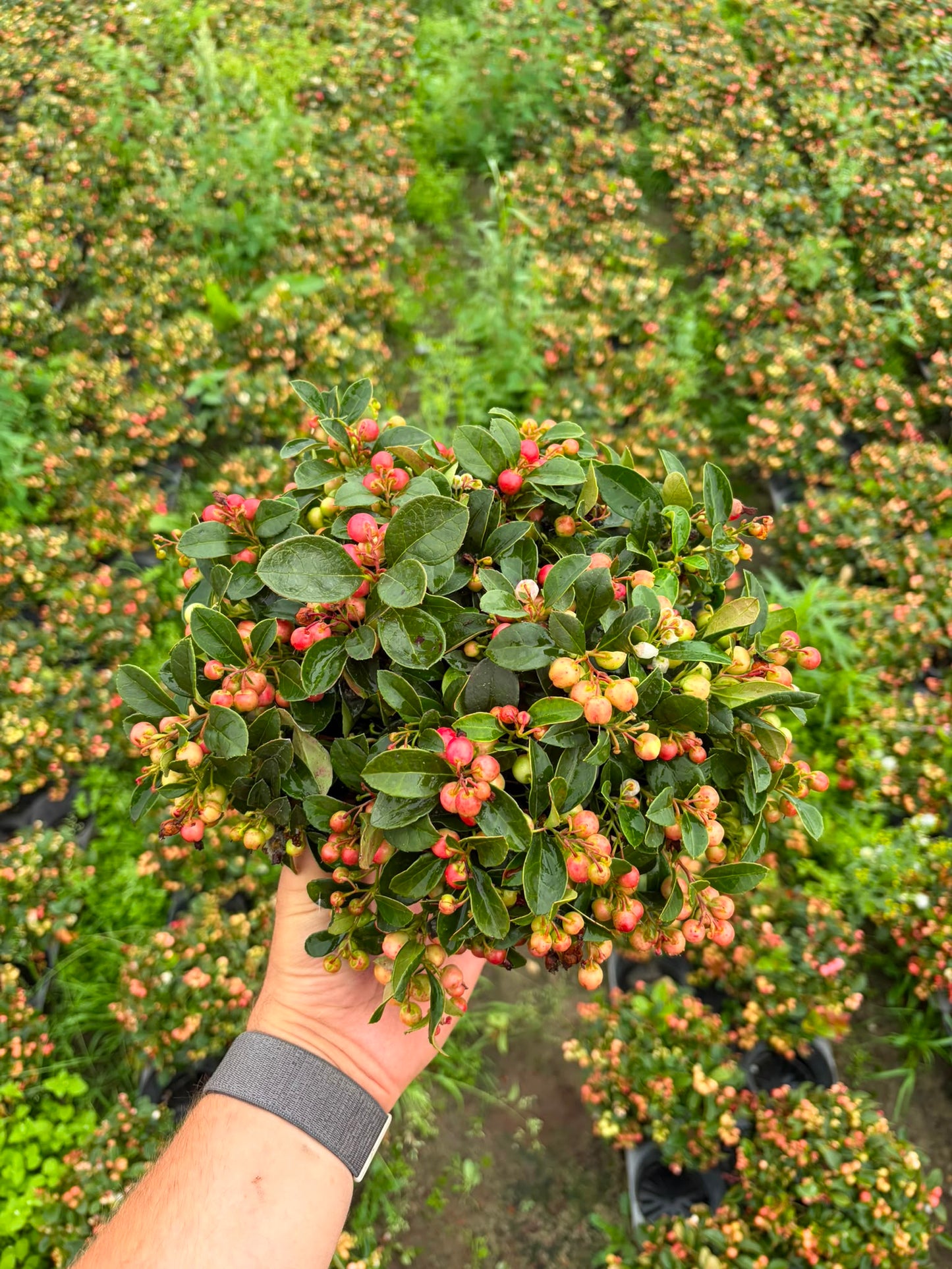 Keysers, Gartenb M Gaultheria procumbens Pack of 8