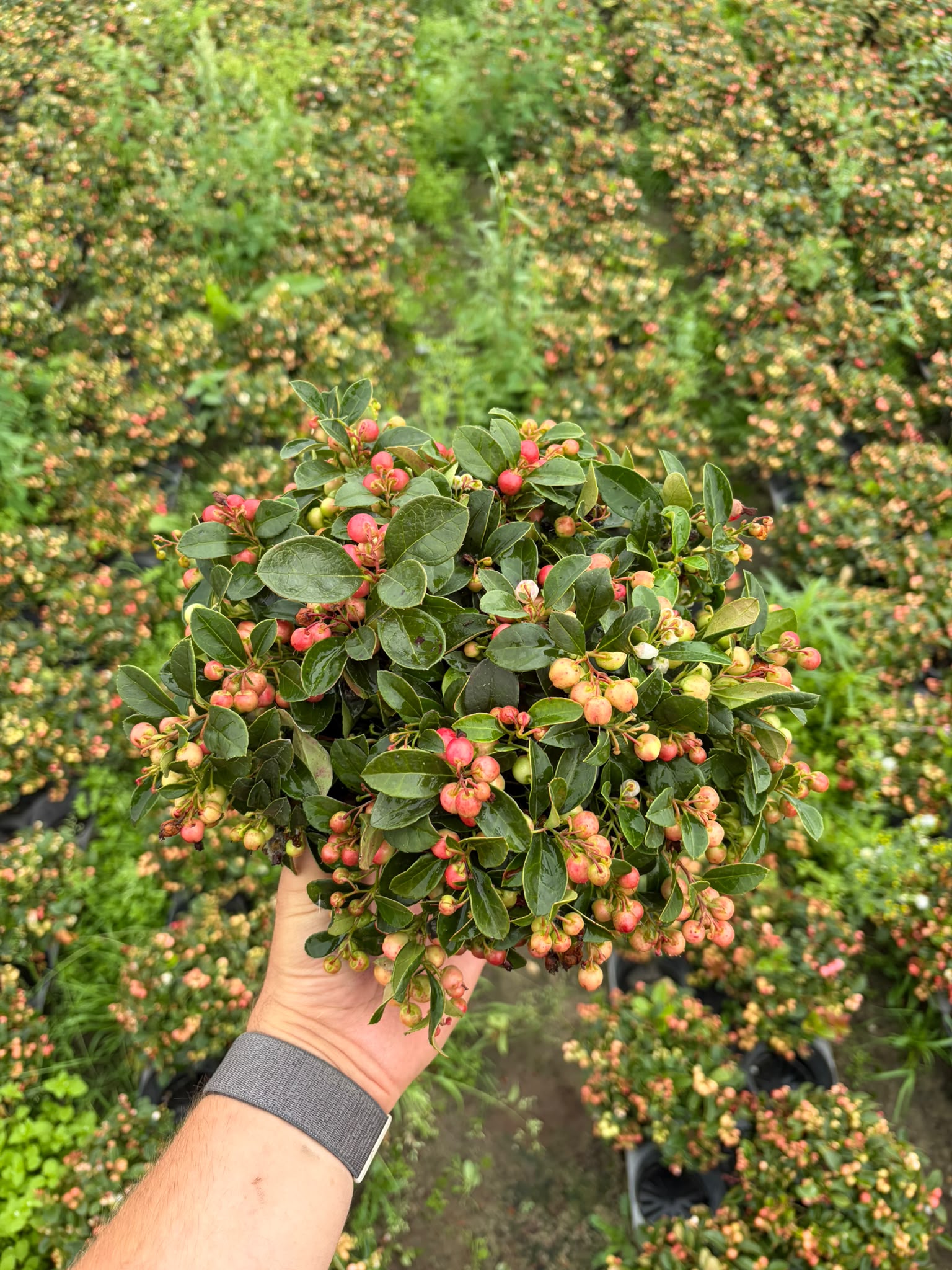 Keysers, Gartenb M Gaultheria procumbens Pack of 8