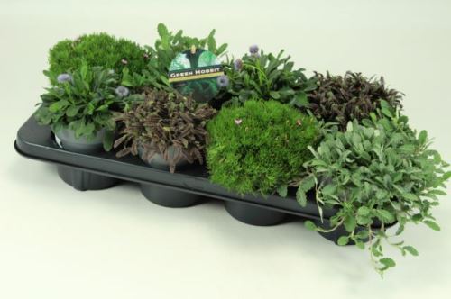 Green mix de luxe 20cm 13cm Pot
