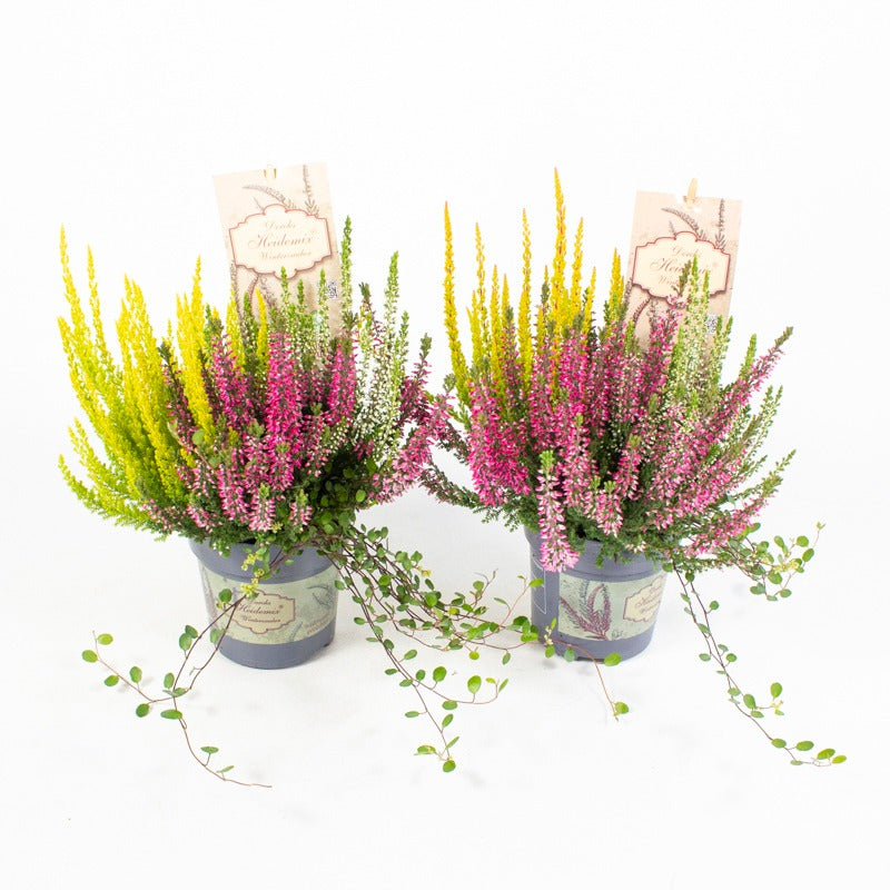 XL Flor Plantas Germany GmbH Heather mix Pack of 10