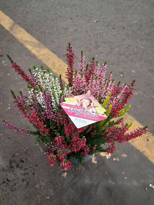 Calluna Beauty Ladies High Five 22cm 12cm Pot