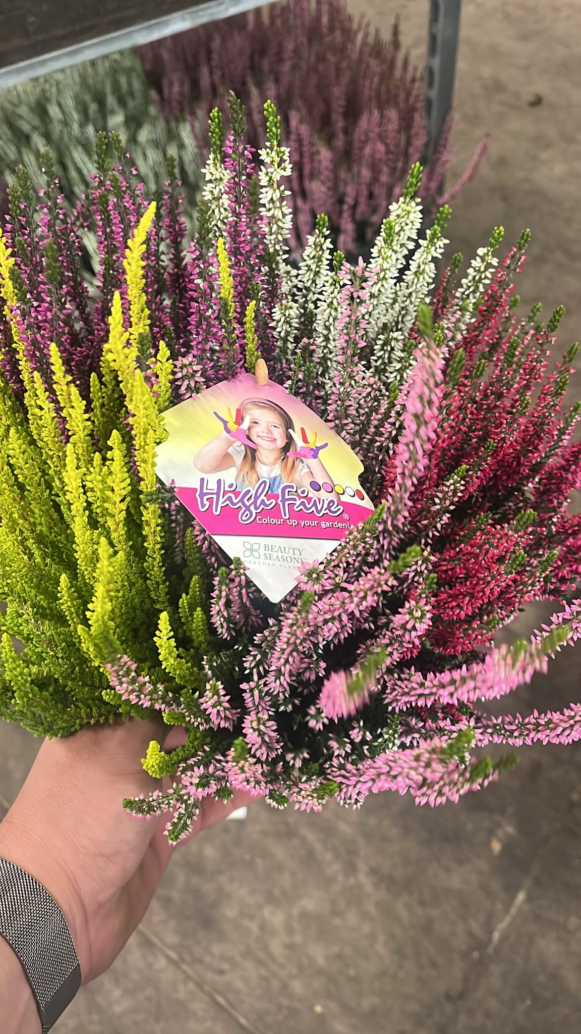 Calluna Beauty Ladies High Five 25cm 17cm Pot