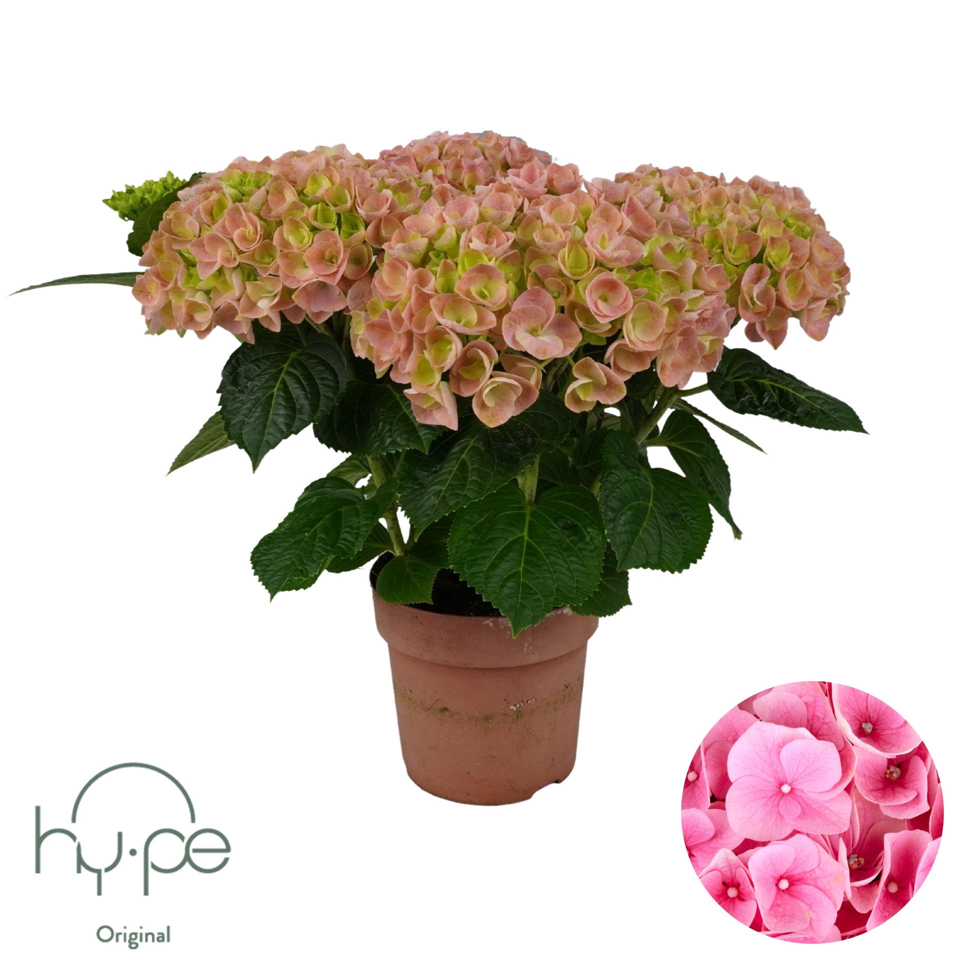 Hydrangea macr. rose 45cm 23cm Pot