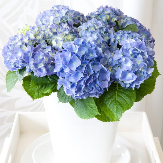Hydrangea macr. blue 22cm 10cm Pot