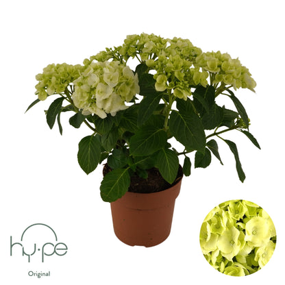Hydrangea macrophylla white 40cm 14cm Pot