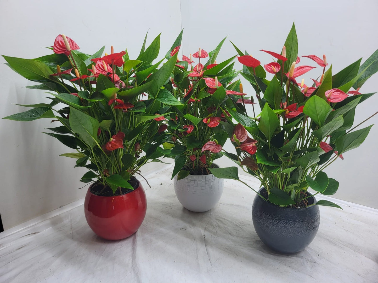 Anthurium Million Flowers (+ drp.ceramic) 45cm 12cm Pot