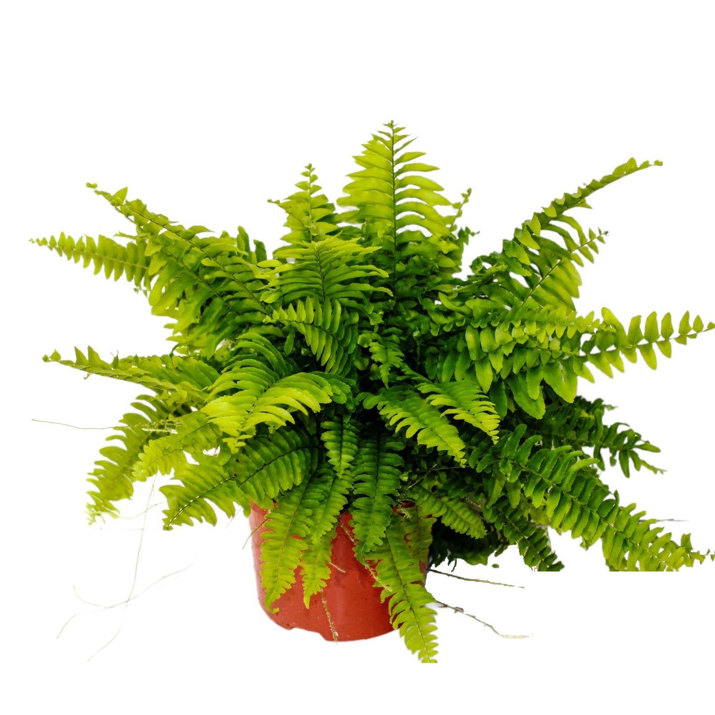 Nephrolepis Boston Blue Bell 27cm 12cm Pot