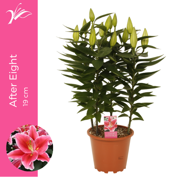 Wetering Potlilium BV Lilium or. After Eight Pack of 5