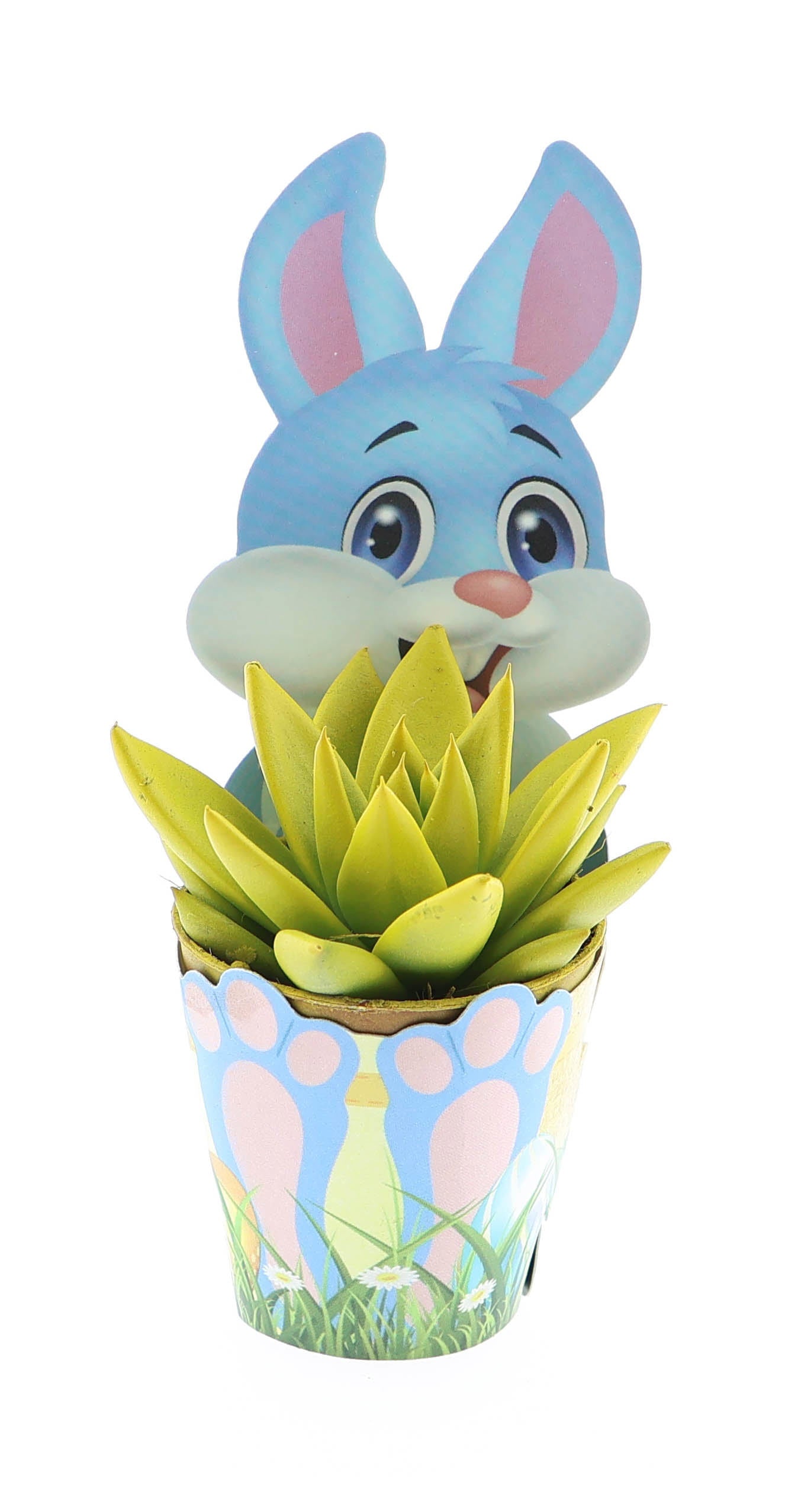 Succulent mix 8cm 5.5cm Pot