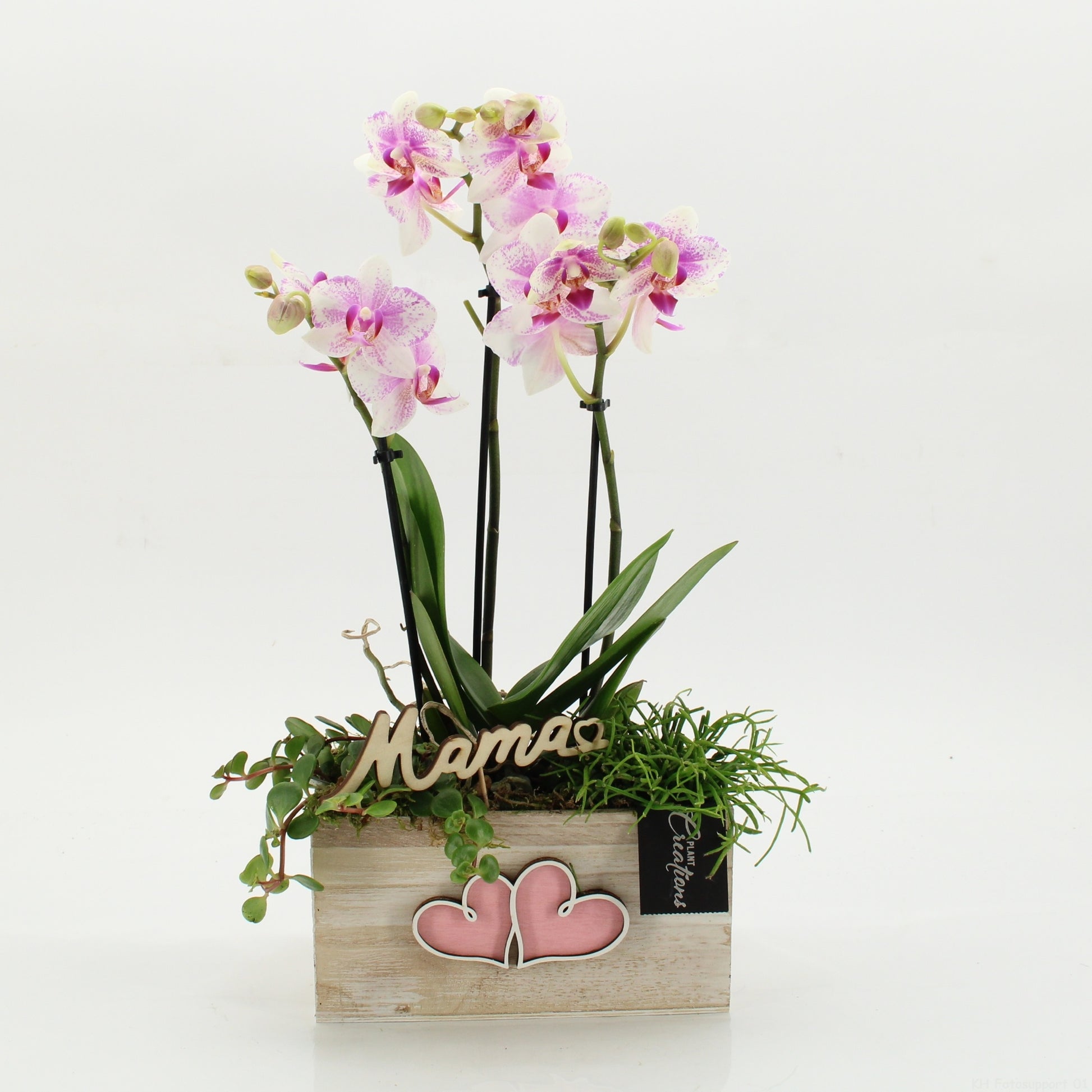 Indoor arrangement 45cm 20cm Pot