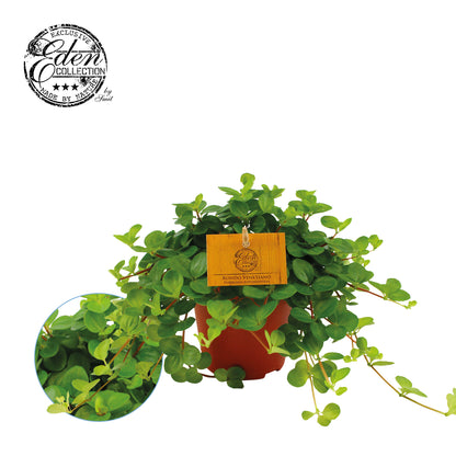 Peperomia rotundifolia 35cm 17cm Pot