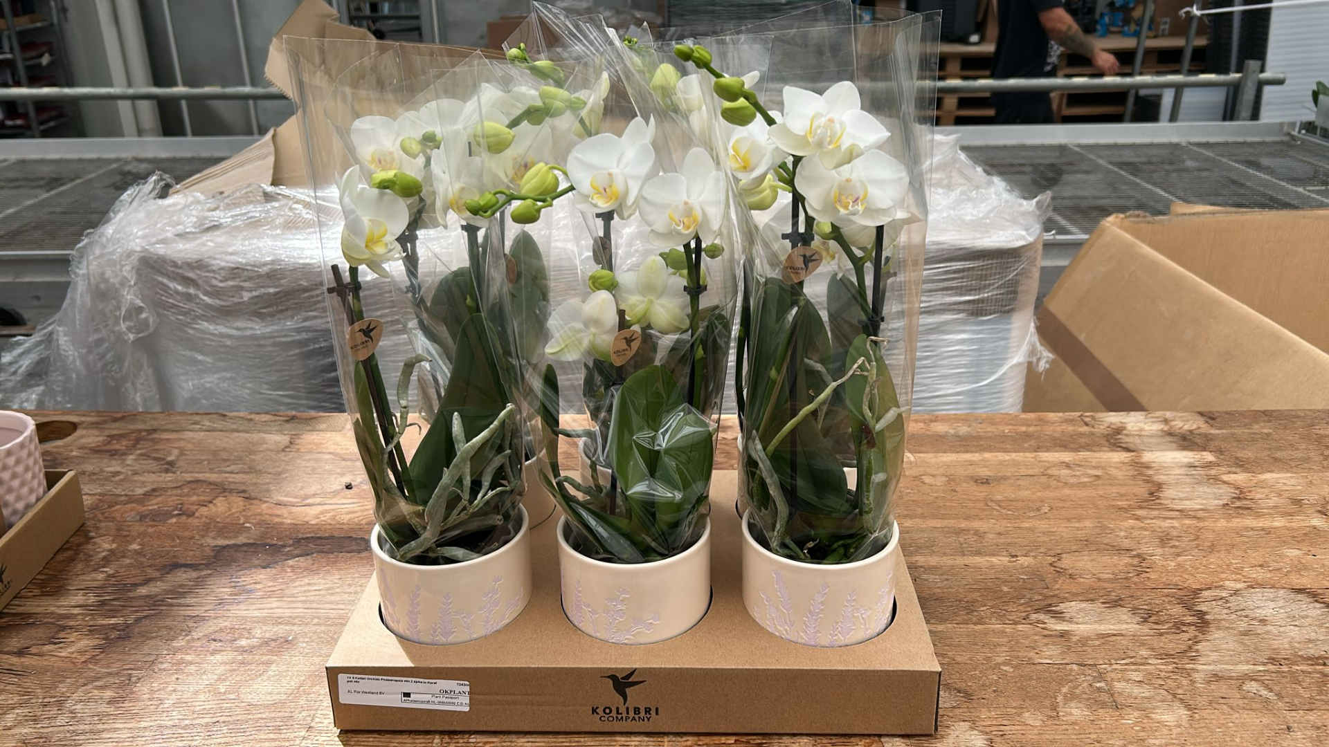 Phalaenopsis mf. white in ceramic 40cm 9cm Pot
