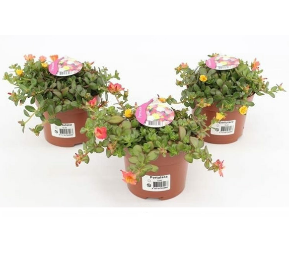 Portulaca carnaval 15cm 13cm Pot