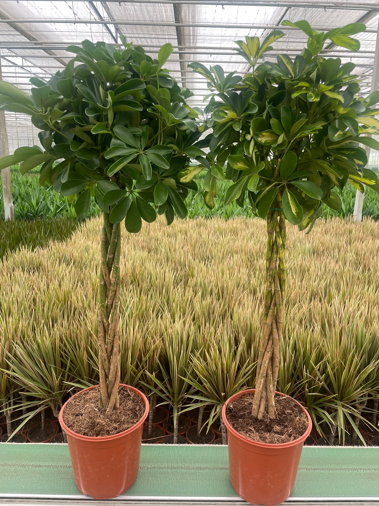 Schefflera mix 150cm 24cm Pot