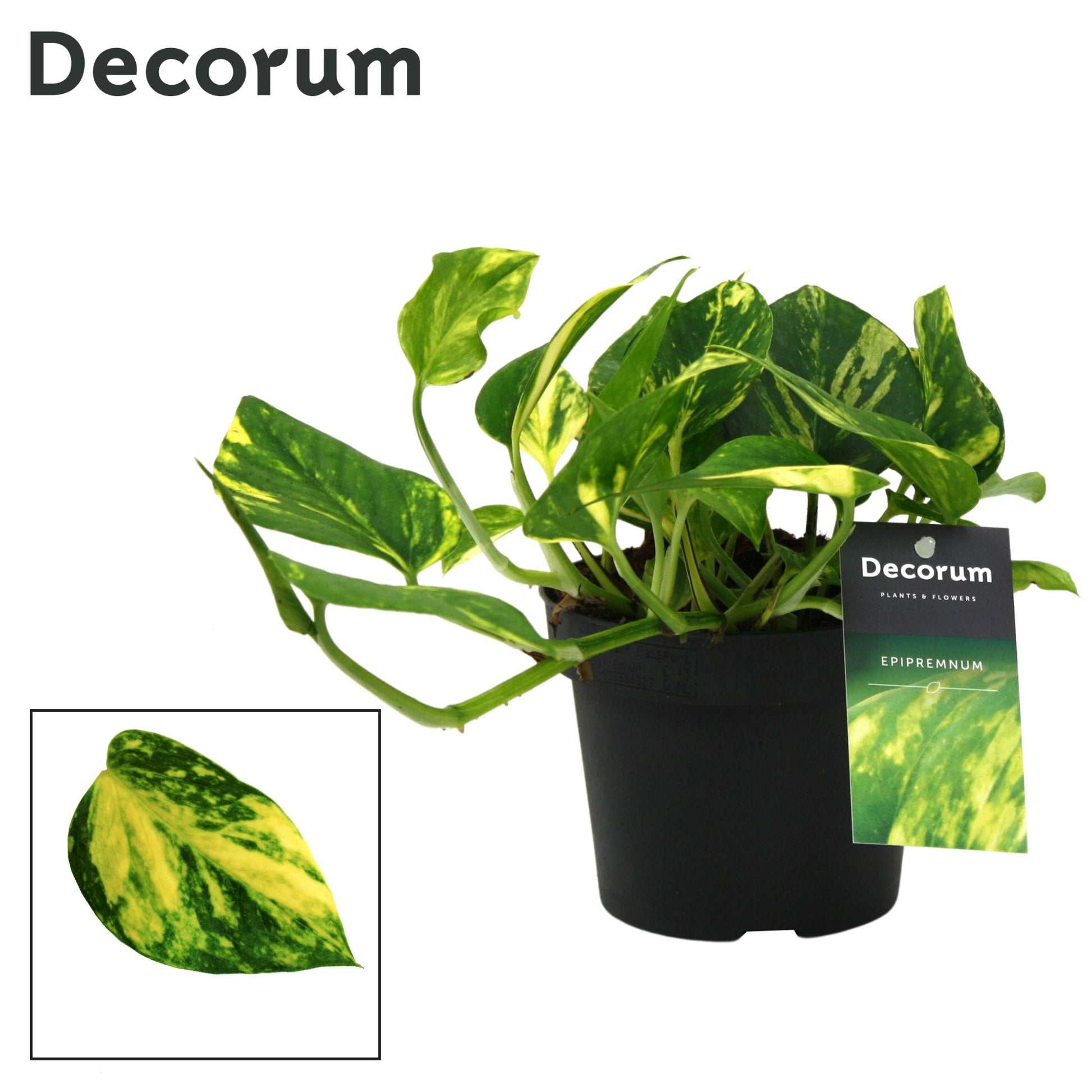 Kap Scindapsus Epipremnum pinnatum N'Joy Gold Pack of 10