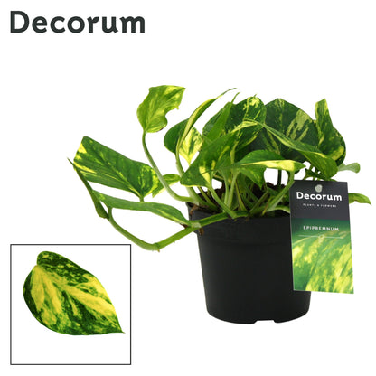 Kap Scindapsus Epipremnum pinnatum N'Joy Gold Pack of 10