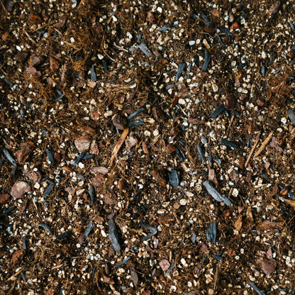 Soil Ninja Alocasia Blend