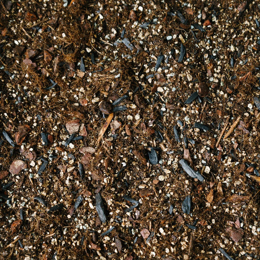 Soil Ninja Alocasia Blend
