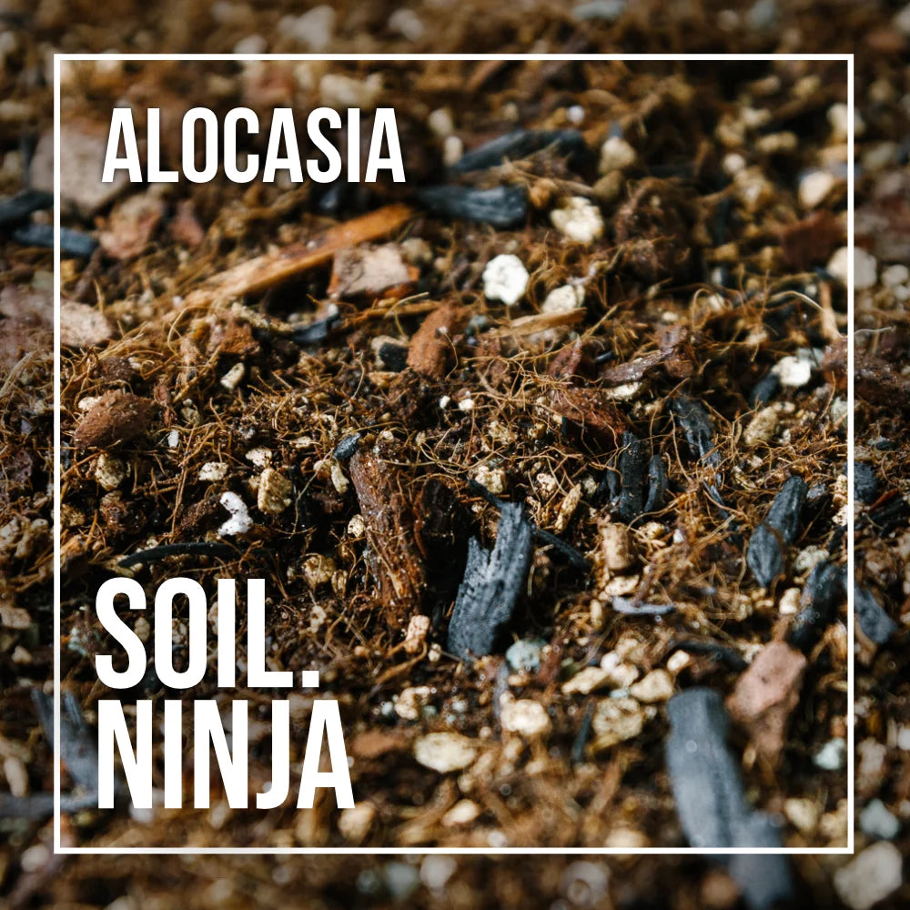 Soil Ninja Alocasia Blend
