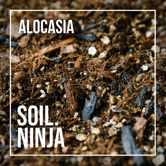 Soil Ninja Alocasia Blend
