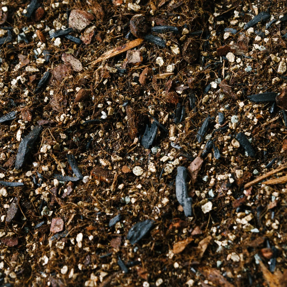 Soil Ninja Alocasia Blend