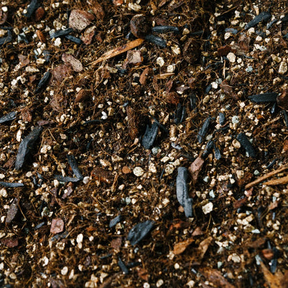 Soil Ninja Alocasia Blend