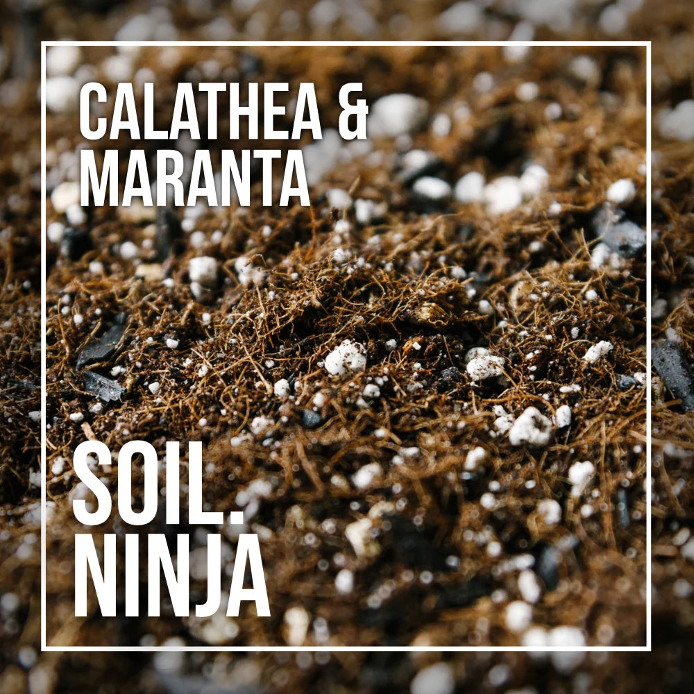 Soil Ninja Calathea and Maranta Blend