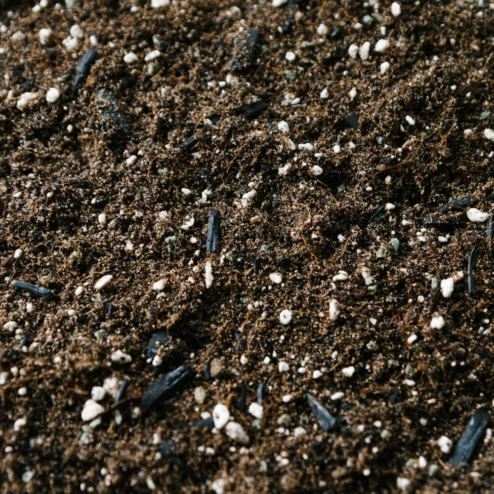 Soil Ninja Fern Blend