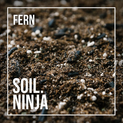 Soil Ninja Fern Blend