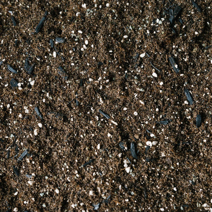 Soil Ninja Fern Blend