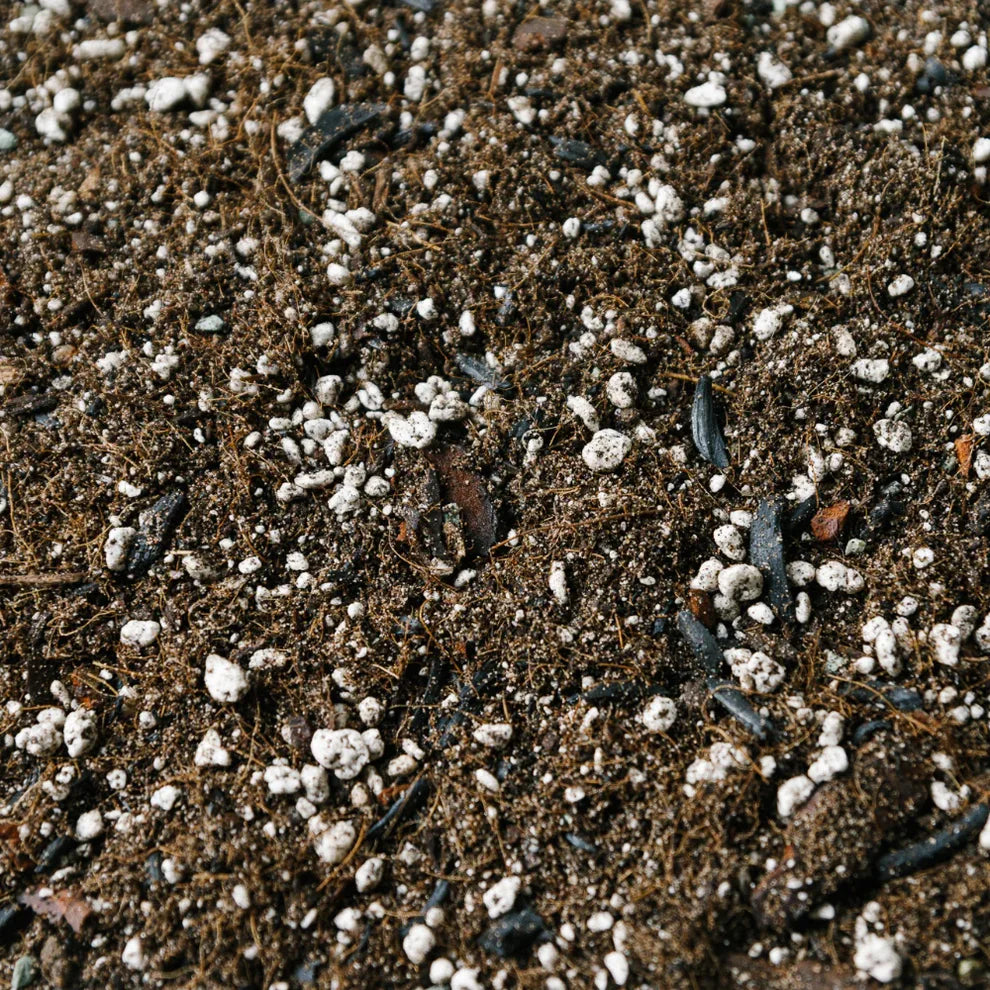 Soil Ninja Ficus Blend