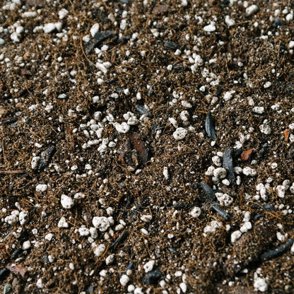 Soil Ninja Ficus Blend