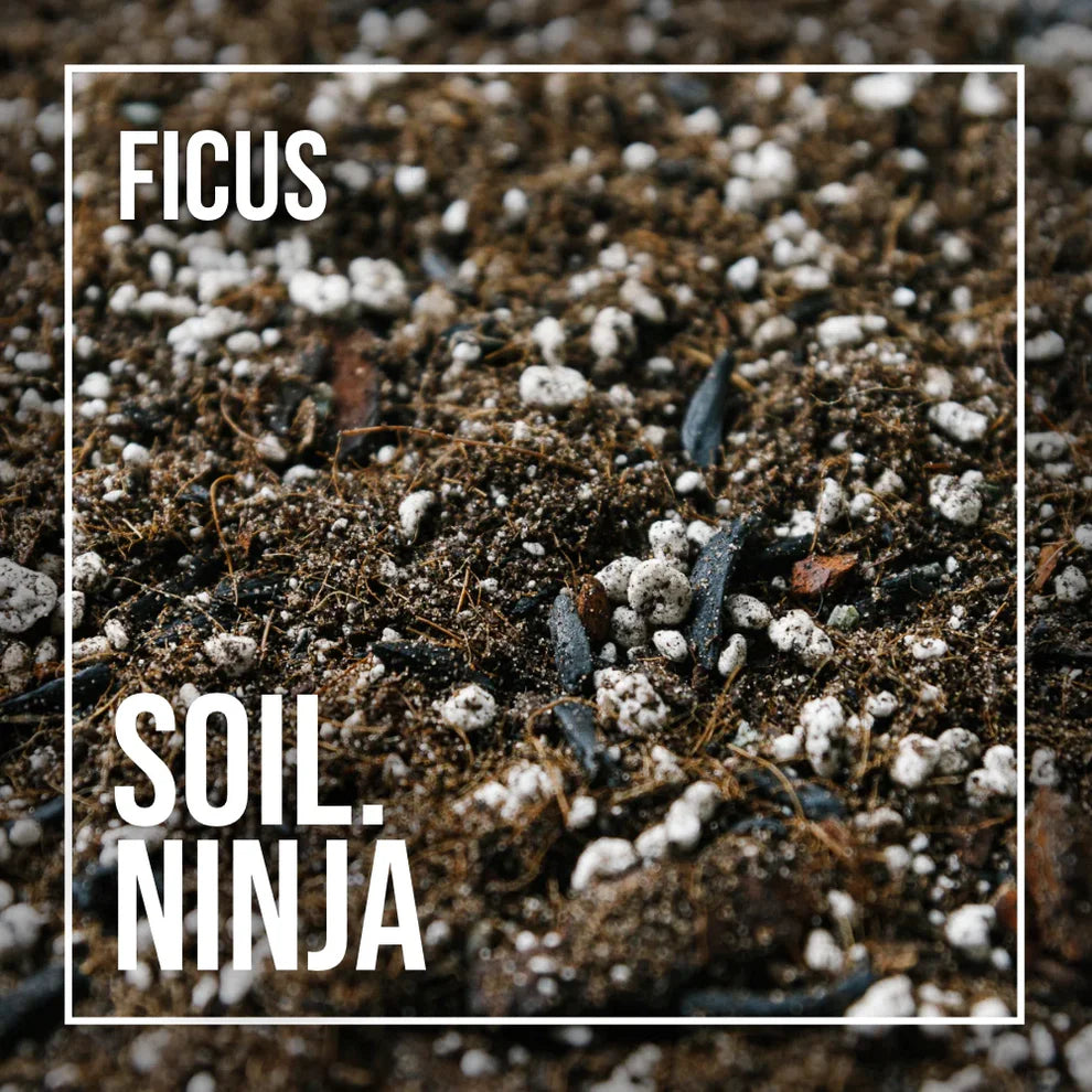 Soil Ninja Ficus Blend