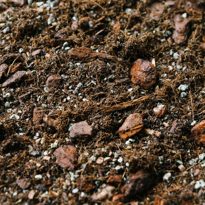 Soil Ninja Syngonium Blend
