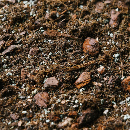Soil Ninja Syngonium Blend