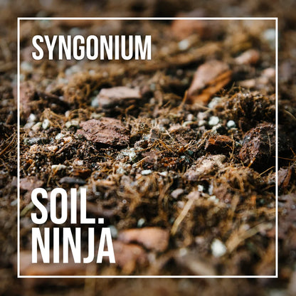 Soil Ninja Syngonium Blend