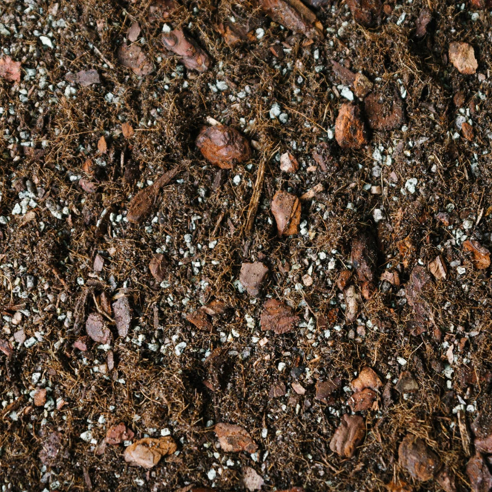 Soil Ninja Syngonium Blend