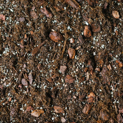 Soil Ninja Syngonium Blend