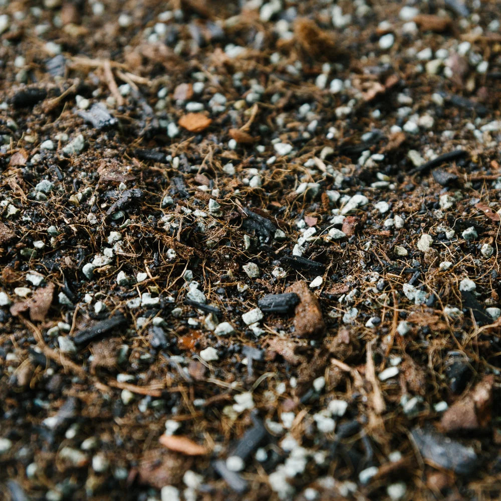 Soil Ninja Terrarium Blend