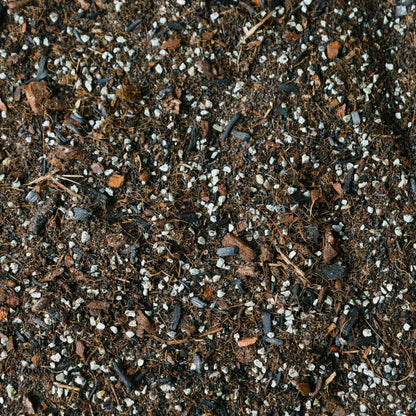 Soil Ninja Terrarium Blend