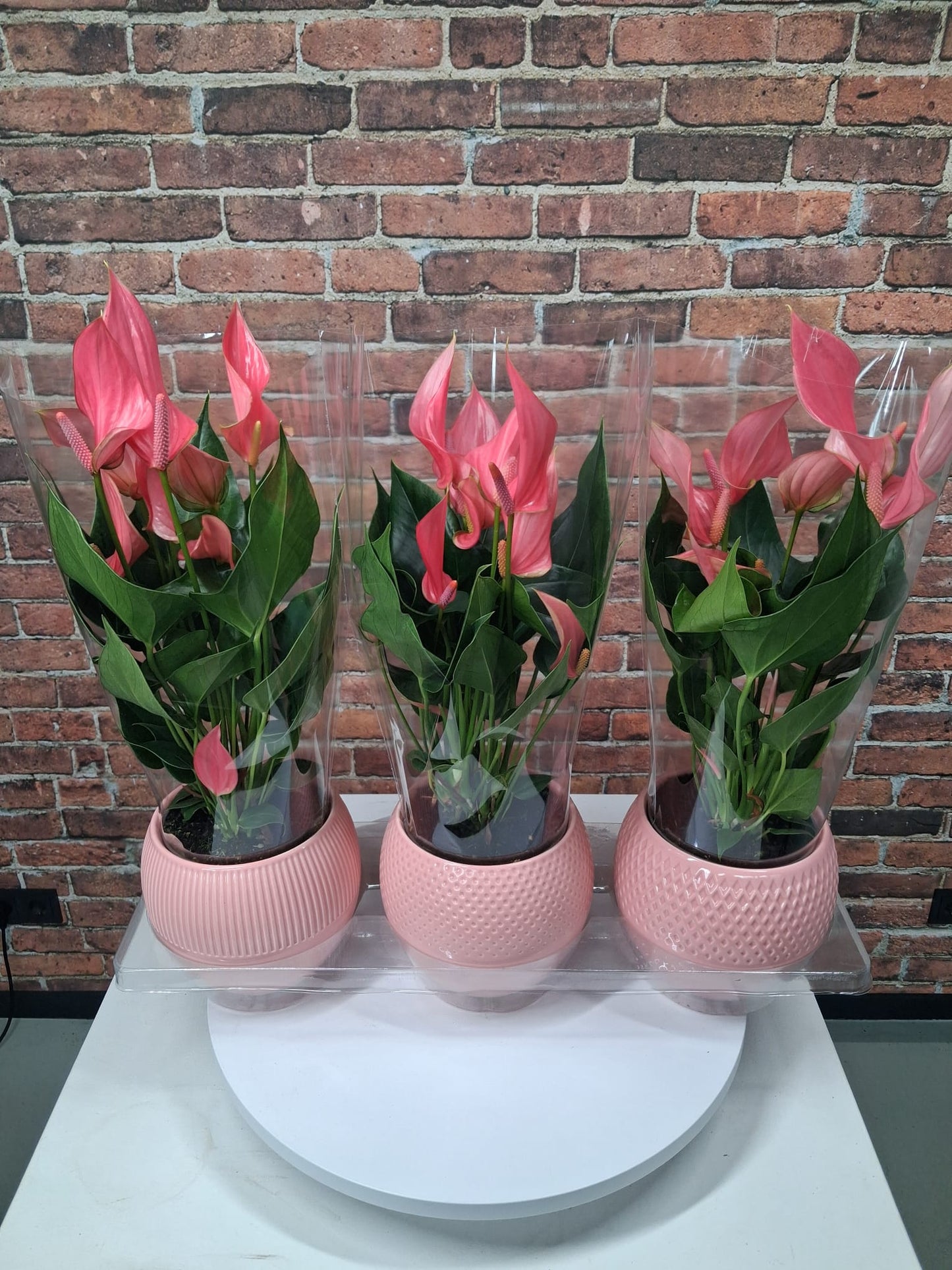 Anthurium Swing 40cm 12cm Pot