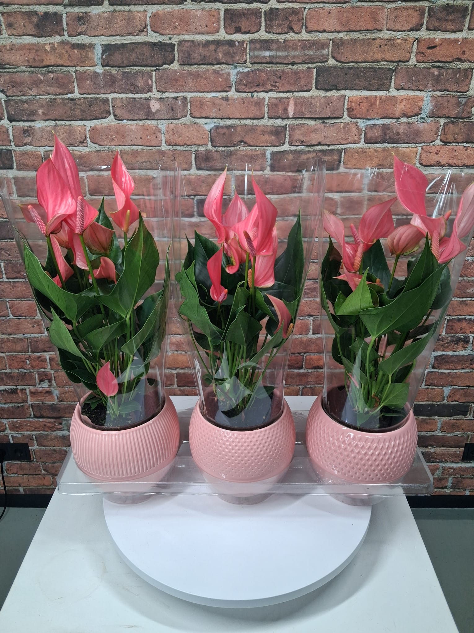 Anthurium Swing 40cm 12cm Pot