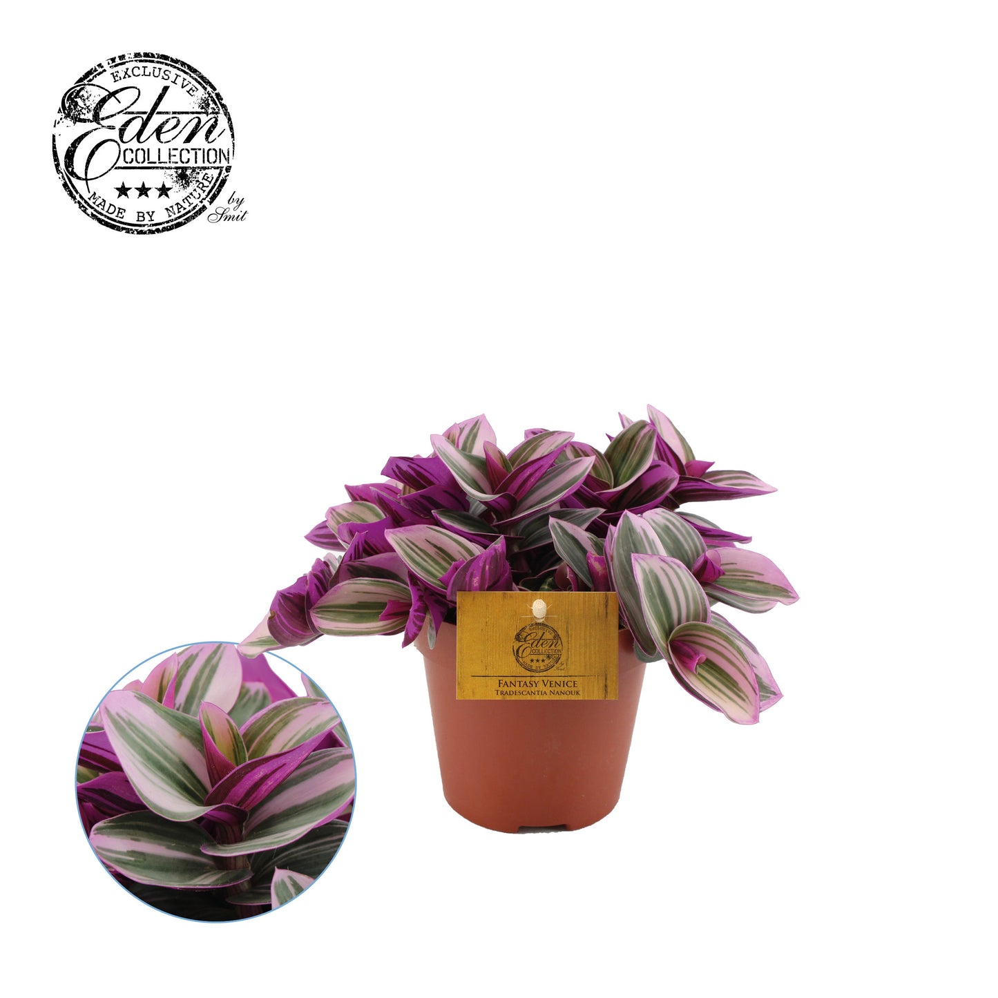 Plantworld Smit Kwekerij Tradescantia Nanouk Pack of 6