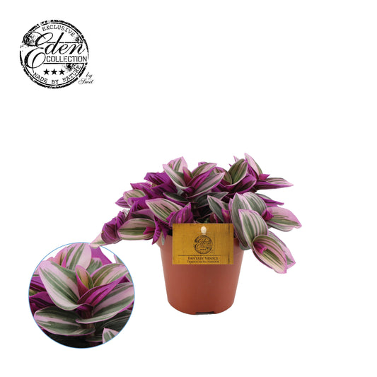 Tradescantia Nanouk 40cm 23cm Pot